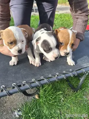 Staffordshire Bullterrier, Welpen, rot weiß, gestromt weiß, schwarz. Bild 2