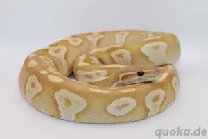 Königspython 1.0 Mojave ultramel het piebald 