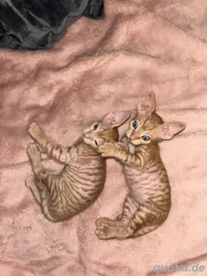     Donskoy Sphynx-Kätzchen (Brush-Typ)