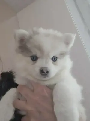 Auszugsbereit  :) Pomsky F2 F3 blaue Augen 6kilo klein  Bild 4