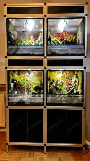 Zuchtprojekt Oophaga pumilio komplett mit 2 Aluregalen, Terrarien und Zubehör