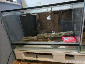 Leopardgecko mit Terrarium