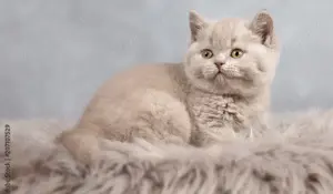 Suchen: 1 BKH Kitten ab Oktober 2025