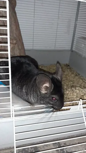 Chinchilla Paar mit Jungtiere 