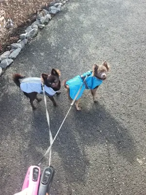  2  Reinrassige Chihuahua Rüden als Deckrüden Bild 4