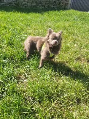  2  Reinrassige Chihuahua Rüden als Deckrüden Bild 5