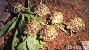 Griechische Landschildkröte (Testudo hermanni boettgeri) Bild 2