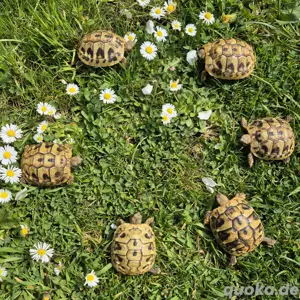 Griechische Landschildkröte (Testudo hermanni boettgeri)