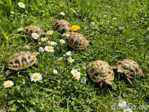 Griechische Landschildkröte (Testudo hermanni boettgeri) Bild 3