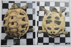 Griechische Landschildkröte (Testudo hermanni boettgeri) Bild 7