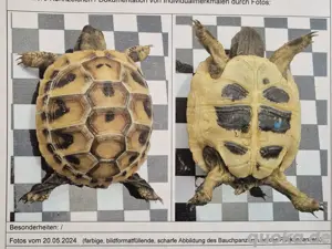 Griechische Landschildkröte (Testudo hermanni boettgeri) Bild 8