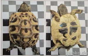 Griechische Landschildkröte (Testudo hermanni boettgeri) Bild 6