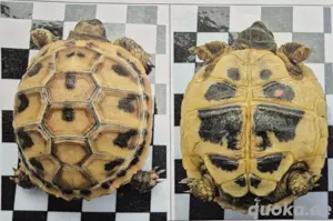 Griechische Landschildkröte (Testudo hermanni boettgeri) Bild 5