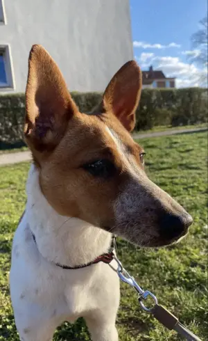 Jack Russel sucht neues Zuhause 