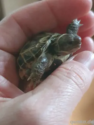 Steppenschildkröten (Testudo horsfieldii, Vierzehenschildkröte, russische Landschildkröte, NZ 2024)