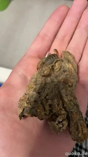 Scorpio maurus palmatus 0.0.1