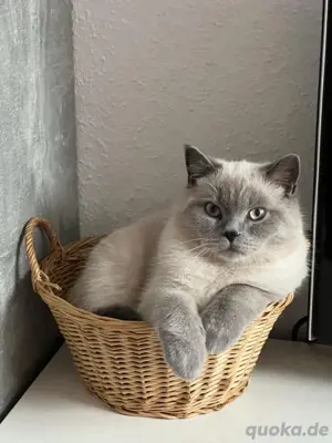 Britisch Blue Point Deckkater mit Erfahrung