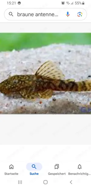 Antennenwelse Aquarien 