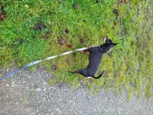 Unser kleiner Mann PUKI sucht dringend neues Zuhause 