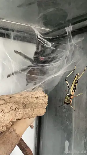 Psalmopoeus irminia 0.1 mit terrarium 