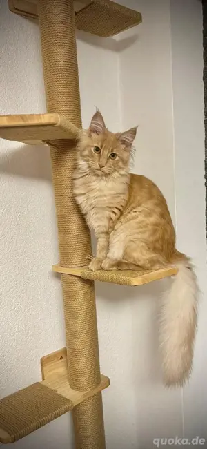 Main Coon Kater