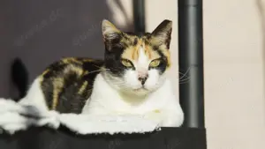 Wunderschöne Glückskatze   Einzelkatze 