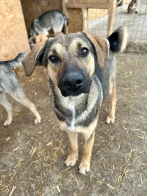 Wasti sehnt sich Gras unter den Pfoten Bild 2
