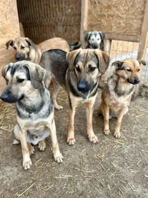 Wasti sehnt sich Gras unter den Pfoten Bild 6