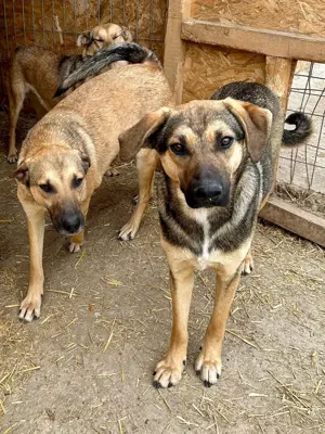 Wasti sehnt sich Gras unter den Pfoten Bild 7