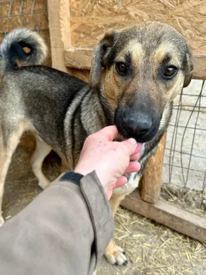 Wasti sehnt sich Gras unter den Pfoten Bild 5