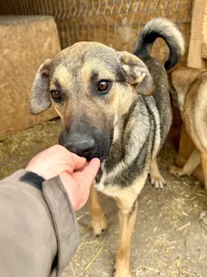 Wasti sehnt sich Gras unter den Pfoten Bild 4