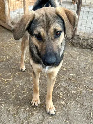 Wasti sehnt sich Gras unter den Pfoten Bild 10