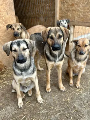 Wasti sehnt sich Gras unter den Pfoten Bild 9
