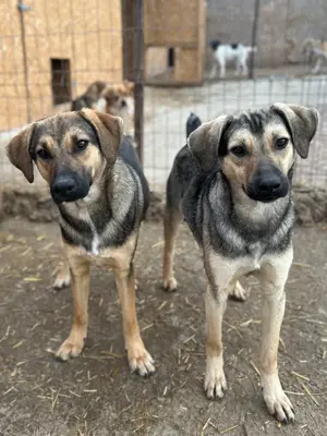 Wasti sehnt sich Gras unter den Pfoten Bild 8
