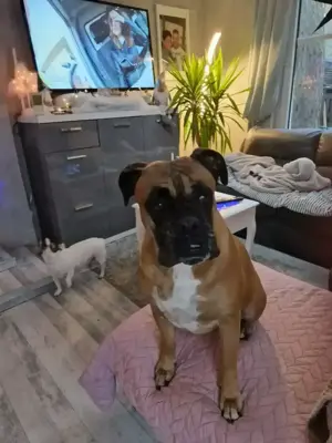 Deckrüde Boxer gesucht