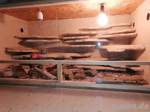 Leopardgeckogruppr mit Terrarium abzugeben