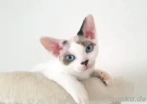 Suche einen passenden Deckkater für meine kleine Maus 