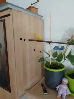 2 Pärchen  Katharinasittuche mit großer Vogelvoliere 
