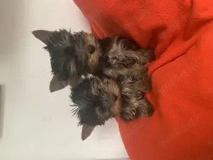 Yorkshire Terrier Welpe Mini exklusiv 