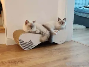 Verfügbare Ragdoll-Kätzchen