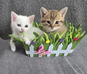 Britisch Kurzhaar Kitten, BKH