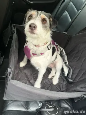 Wurfankündigung Parson Russel Terrier Welpen