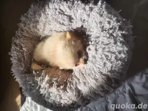 Pomeranian Babys, 2 suchen noch ein schönes zu Hause  Bild 2