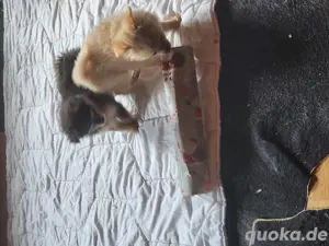 Pomeranian Babys, 2 suchen noch ein schönes zu Hause  Bild 6