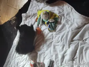Pomeranian Babys, 2 suchen noch ein schönes zu Hause  Bild 5