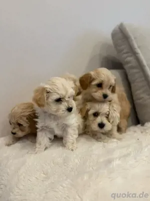 creme -apricot farbige Maltipoo welpen Pudel 
