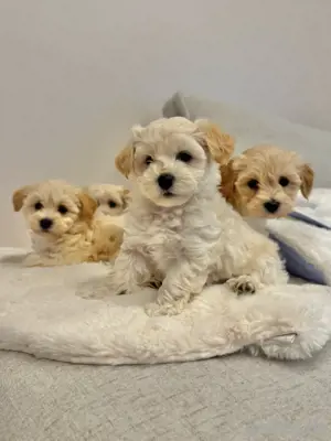 creme -apricot farbige Maltipoo welpen Pudel 