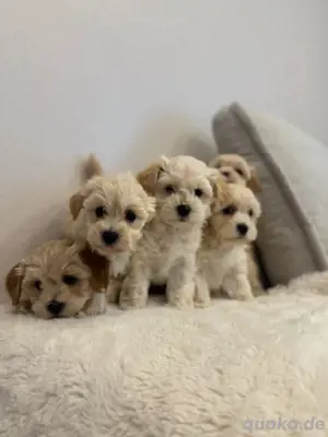 creme -apricot farbige Maltipoo welpen Pudel 