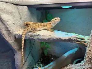 Zwergbartagame 0.1 (Pogona henrylawsoni) inkl. Terrarium und Zubehör abzugeben