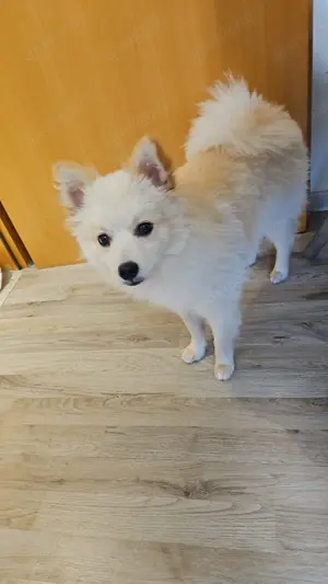 Pomeranian Mittelspitz zu verkaufen